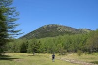 【首都圏近郊】連休明けから初夏に狙いたい植物の宝庫「新緑と花々が萌える日帰りハイキングルート」＜湯ノ丸山＞
