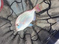 家族も喜ぶ「釣った魚をウマく持ち帰る方法」【3ステップで解説】鮮度維持のため「現場での処理＆保冷法」実践レポ！  実釣煮付け調理も！