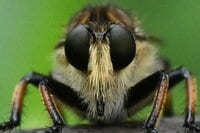 道端で獲物を狙うこの顔に注目！  “亀仙人似のイケオジ“ スズメバチも襲う「最強昆虫」の噂は都市伝説？  意外なほど弱者だった真実に迫る 【東京都 2025年】