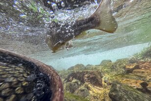 【渓流釣り】滝上のパラダイス！ 「雪代のなかから飛び出す美形イワナ」  岐阜県庄川水系、2025年