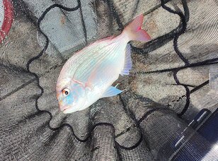 家族も喜ぶ「釣った魚をウマく持ち帰る方法」【3ステップで解説】鮮度維持のため「現場での処理＆保冷法」実践レポ！  実釣煮付け調理も！