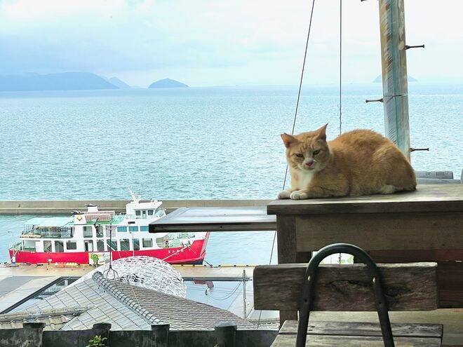 アート、ときどき島猫。男木島・女木島・豊島【「瀬戸内トリエンニャーレな旅（前編）」琉球島猫百景 vol.21〈特別編〉】の画像016