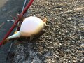 釣り「毒魚ほどよく釣れる」悪魔の法則！  絶対に覚えるべき「食べられない」「触れない」危険な魚6種！の画像003
