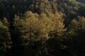 奥秩父の隠れ人気スポット「笠取山」激坂を回避＆混雑なしでアプローチできる「裏口ハイキングルート」教えますの画像009