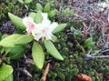 楽しいのは景色だけじゃない！  雪解けと共に始まる、高山植物の「開花ラッシュ」 登山に行くなら見なきゃ損する「高山植物」5選の画像002