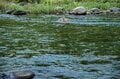 【渓流釣り】 時間に厳しい！？  夕闇のプールではしゃぐ山女たち 「翌朝もワンチャンあるかも！」 2024年6月、新潟県十日町の画像007