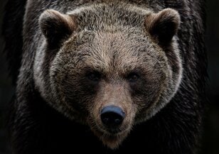 クマと遭遇した「アウトドア女子」が教える！  後悔する前に知っておきたい「キャンプ中の野生動物」対処法