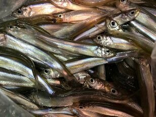 氷上やドーム船以外でも楽しめる「ワカサギ釣り」 岸・桟橋・ボートから＆専用タックルでなくても釣れる「基本とコツ」解説！