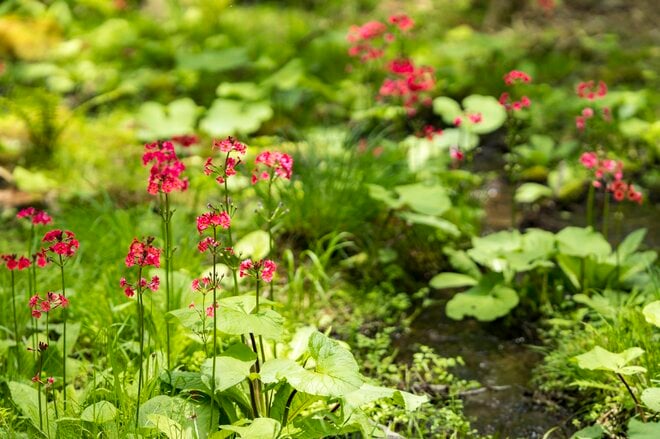 “梅雨どきにもオススメ”の THE 信州！ 八千穂高原の「日本一美しい白樺群生地」 レンゲツツジが見頃です！【2023年・長野県佐久穂町】の画像015