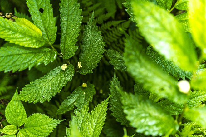 【最盛期】「緑の高原が一面の黄色いお花畑となる！ ニッコウキスゲの大群落」北東北・薬師岳／秋田・岩手 2022年の画像004