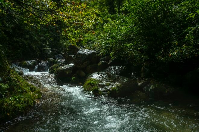【渓流釣り】そぼ降る雨に潤う静かな森、穏やかな流れの美渓でフライフィッシング 「ちびっ子ばかりと油断していたら、岩陰に潜む大物も！」 新潟県｜2026年の画像003