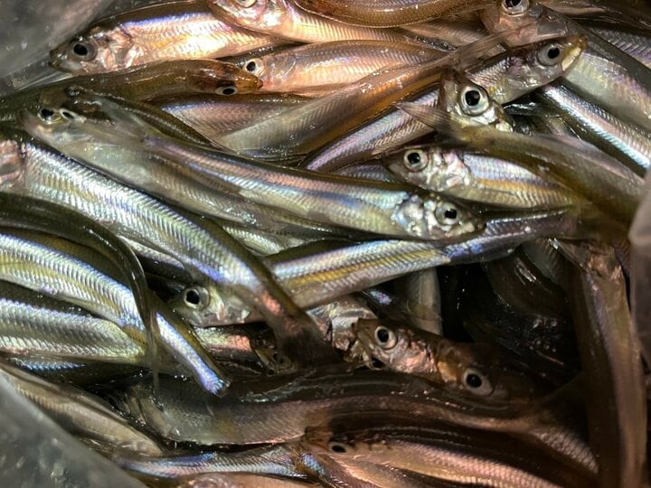 氷上やドーム船以外でも楽しめる「ワカサギ釣り」 岸・桟橋・ボートから＆専用タックルでなくても釣れる「基本とコツ」解説！ 