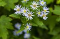 槍ヶ岳はすでに秋本番！「槍沢ルート」の状況と“咲き誇る秋の花“【北アルプスニュース】の画像015