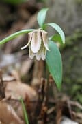 スプリング・エフェメラル 〜春のはかない妖精を求めて〜 角田山＜新潟県＞の画像010
