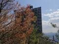 ゴールデンウィークには「ツツジ」が彩る、丹波「向山連山」 ユニーク岩たどる低山縦走＆「黒井城跡」見下す絶景レポート【兵庫県丹波市】の画像011