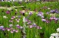 令和の梅雨に咲く江戸情緒 東京23区内で楽しむ「花菖蒲」鑑賞スポット「堀切菖蒲園」「水元公園」「しょうぶ沼公園」【東京都・葛飾区/足立区】の画像015