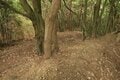 【NHK大河『豊臣兄弟！』ゆかりの城】突入するのはイノチガケ！？「播磨国・満田城〈前編〉」 城内地形に驚きの連続！（兵庫県三木市）【戦国の山城を攻める vol.07】の画像009