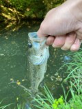 初心者が始めるなら「海釣り」それとも「淡水釣り」？  メリット・デメリットを徹底比較！  ポイントになるのは「手軽さと魚種」の画像001