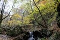 ”紅葉シーズン最終盤” お見逃しなく！「御岳山」の紅葉事情＆スポット最新レポートの画像011