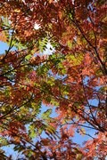 【アウトドア豆知識】いまは “標高1,000m前後” が狙い目！  人知れず「紅葉を当てるため」の3ステップの画像001