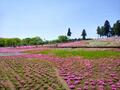 まるで「ピンクの花の海」！  絶景「芝桜の丘」咲き誇る40万株＆展望「見晴らしの丘」ほか「秩父・羊山公園」現地レポの画像002
