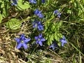 ロープウェイで一気に楽々「2612mの世界へ」千畳敷のお花畑が見頃ですの画像009