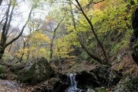 ”紅葉シーズン最終盤” お見逃しなく！「御岳山」の紅葉事情＆スポット最新レポート