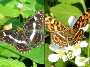 姿の異なるそのチョウは本当に別種？  季節によって姿が変わる虫たち【あなたのすぐそばにいる「季節の虫」の探し方 vol.17】