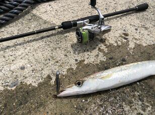 手軽に釣れて食べてウマい！「キャッチアンドイートに理想的」堤防の「カマスルアー釣り」超入門【釣り方とルアーを解説】