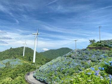 梅雨空より青い！？ 山の斜面を染め上げる「アジサイ」の絶景！ 圧巻3