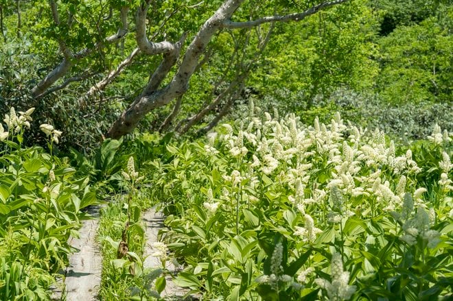 数年に一度の当たり年！ 今がピーク「花咲くコバイケイソウ」『栂池自然園』＜長野県＞の画像011