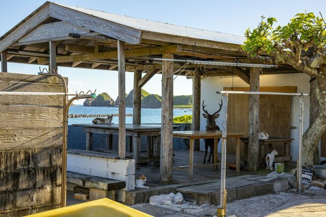 慶良間諸島で沖縄在住写真家が遭遇したネコとシカの珍行動とは？【琉球島猫百景 vol.20「島猫と島鹿が仲良く暮らす島」沖縄県阿嘉島】の画像001