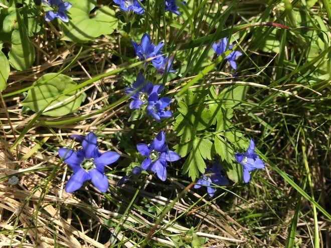 ロープウェイで一気に楽々「2612mの世界へ」千畳敷のお花畑が見頃ですの画像009