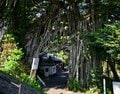 【世界自然遺産・屋久島】 屋久島をレンタカーで一周するドライブ旅「千尋の滝・大川の滝・ガジュマル・西部林道」を一日でめぐる！の画像012