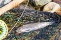 ３月１日解禁当日！ 春の訪れを感じる渓流釣りへ　姫川漁協 ＜長野県＞の画像004