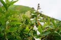 首都圏からのアクセス抜群！ 日帰り登山でもアルペン気分「谷川岳」 特徴的な双耳峰で人気の百名山の画像011