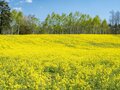 【ゴールデンウィーク】菜の花畑の奥に北アルプスがそびえる絶景！ 程よく賑わう穴場的なお花見スポット！  中山高原・長野県大町市 2022の画像002