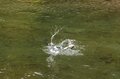 【冬季釣り場】紅葉に染まる清流で美しいニジマスと出会える！ 「秋の神流川へ」 2023年秋・群馬県上野村の画像003