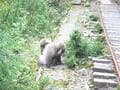 一度は行きたい！ 世界遺産「屋久島」 じっくり満喫できる、ガイド付きツアーで参加してみた！  縄文杉・白谷雲水峡・島内テント泊の神秘「現地レポ」の画像013