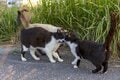 沖縄本島の東海岸うるま市は漁港も近く、島猫たちの風貌もどこか海人(猫)的【琉球島猫百景 vol.16「海人気質のテトラ猫族」沖縄県うるま市】の画像002