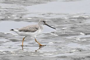 「都内唯一のラムサール登録湿地で、白昼堂々バラバラ事件発生！」  東京湾の干潟で目撃した渡り鳥の早ワザ料理術に目がテン 【2024年 東京都】