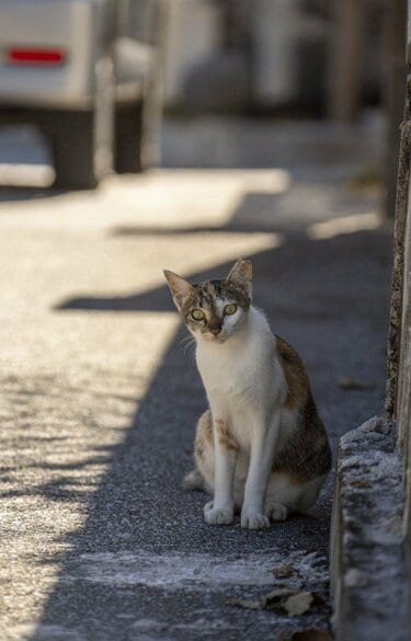 慶良間諸島で沖縄在住写真家が遭遇したネコとシカの珍行動とは？【琉球