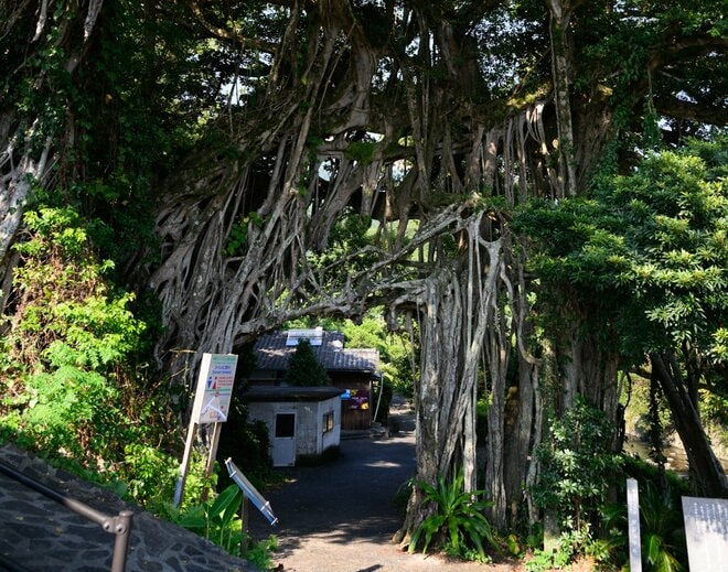 【世界自然遺産・屋久島】 屋久島をレンタカーで一周するドライブ旅「千尋の滝・大川の滝・ガジュマル・西部林道」を一日でめぐる！の画像012