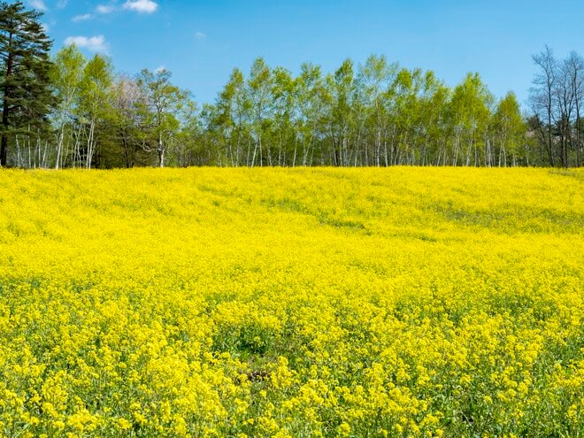 【ゴールデンウィーク】菜の花畑の奥に北アルプスがそびえる絶景！ 程よく賑わう穴場的なお花見スポット！  中山高原・長野県大町市 2022の画像002