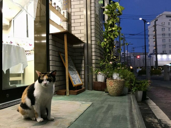 “さくらねこ” 発祥の島で【琉球島猫百景 vol.06　石垣島〈1〉】の画像005
