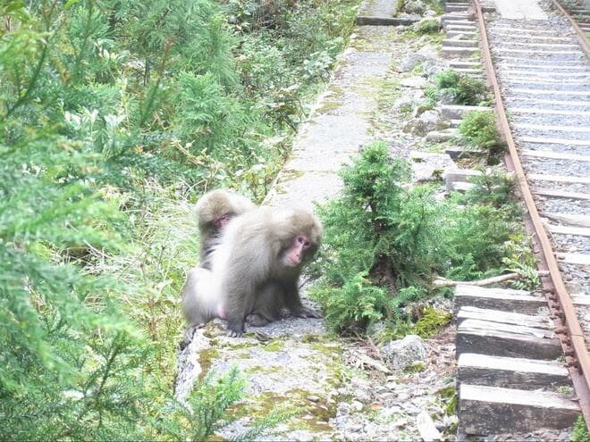 一度は行きたい！ 世界遺産「屋久島」 じっくり満喫できる、ガイド付きツアーで参加してみた！  縄文杉・白谷雲水峡・島内テント泊の神秘「現地レポ」の画像013