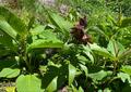 これだけは覚えたい「高山植物」11選！ 「よく見かける＆特徴的な色・形」記憶に残りやすい花！【知ると登山がより楽しくなる】の画像011