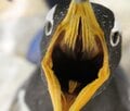 ペンギンの疑問「南半球だけにいる」「表面はツルツル？」 長崎ペンギン水族館スタッフの方に聞いてみました【かわいいだけじゃない？ ペンギンの生態vol.1】の画像005