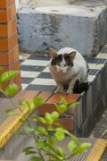 「うりずん」の季節に沖縄本島北部の中核都市・名護の市街地で出会ったシマネコたち【琉球島猫百景 vol.10  名護「屋根の上のニャ～ゴ」】の画像005