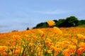 「天空のポピー」彩の国を彩る絶景はまさに楽園【埼玉県・東秩父村/皆野町/長瀞町】の画像014